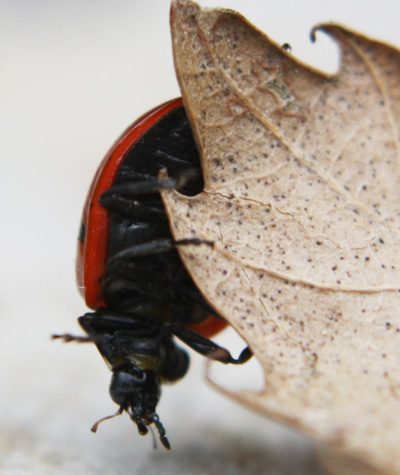 Coccinella septempunctata